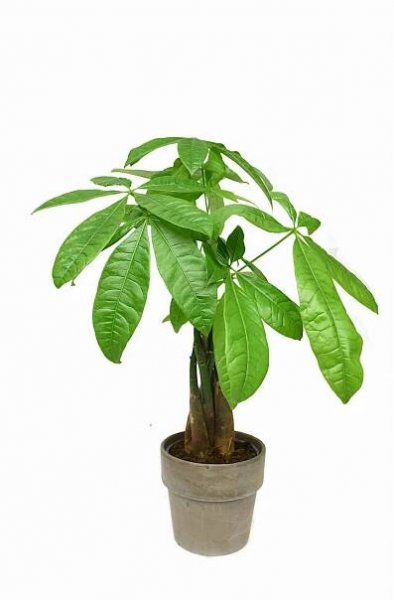 Pachira aquatica Vodní Pachira ~36 cm P12