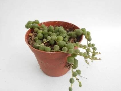 Senecio rowleyanus