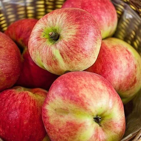 Jabloň KOKSA POMARAŃCZOWA