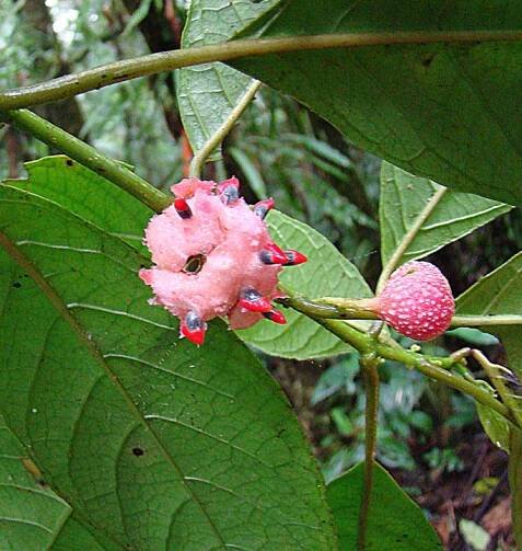 Siparunaceae – Wikipedie