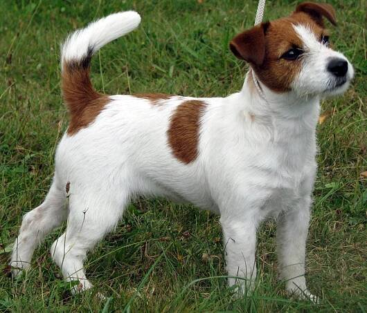Penny Marry/JR Rags Puma - Jack Russell Terrier