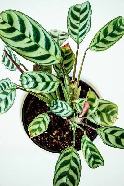 Overhead view of never never plant with fishbone pattern leaves
