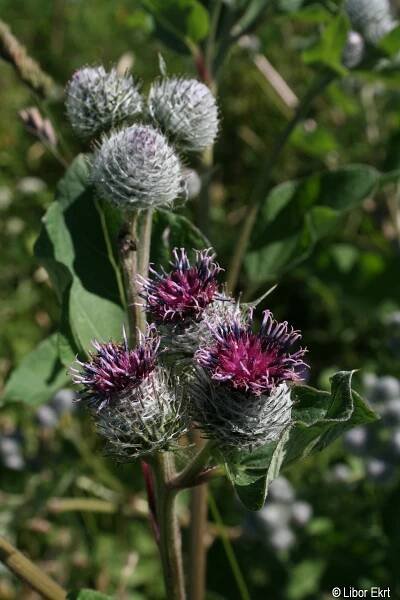 Arctium tomentosum | Květena Šumavy