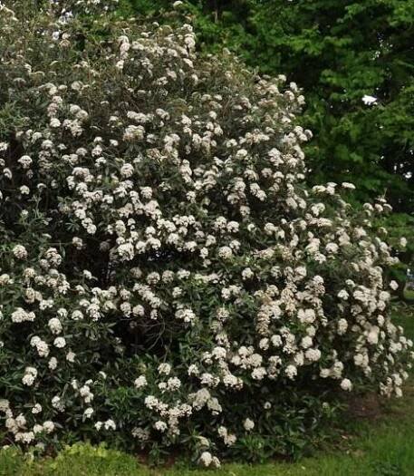 Viburnum pragense