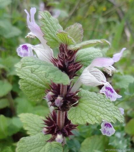 Hluchavka - Lamium garganicum