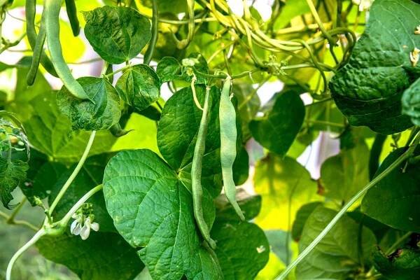 closeup of green beans