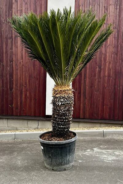 Cycas revoluta, cca 200 cm