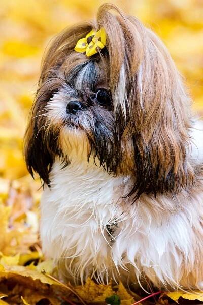 Shih Tzu Grooming Styles