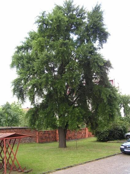 Ginkgoopsida