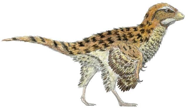 Eosinopteryx