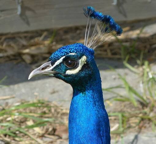 Category:Feathers - Wikimedia Commons