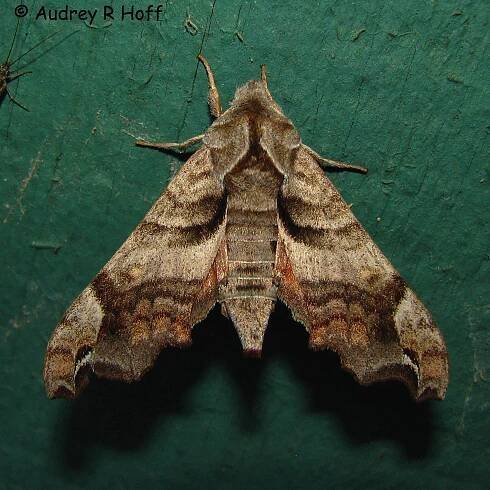 Lettered sphinx Deidamia inscriptum (Harris, 1839) | Butterflies and Moths of North America
