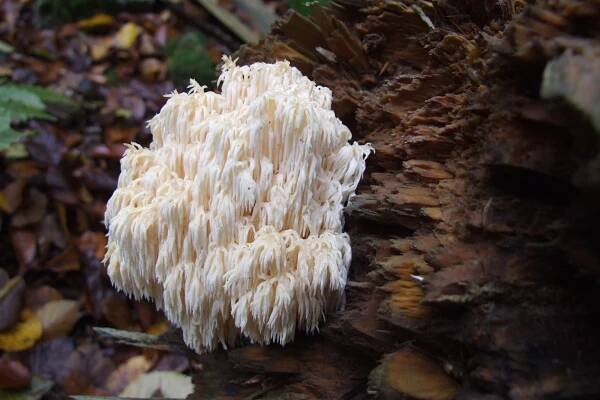 Hericium coralloides (korálovec bukový) | BioLib.cz