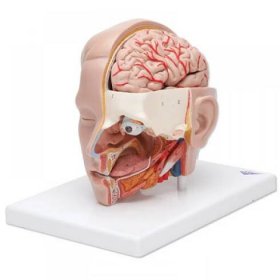 Šestidílný anatomický model hlavy a mozku