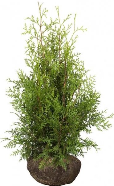 Landgard Zerav západní (Thuja occidentalis) "Smaragd" výška 80-100 cm, 30 ks