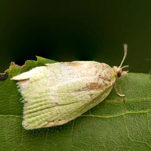 Obaleč dubový (Tortrix viridana) – Gucio_55 / Shutterstock