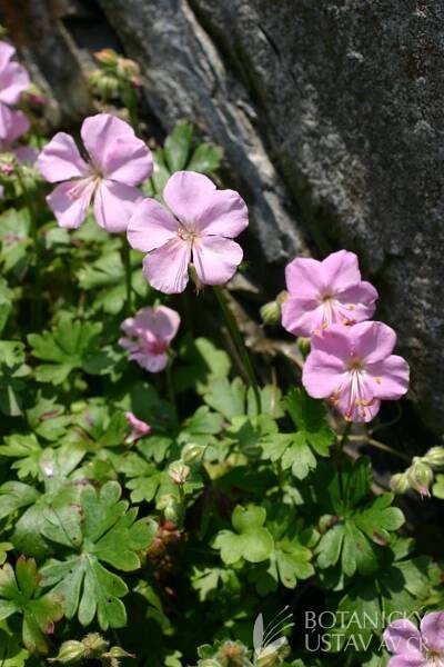 Geranium dalmaticum - kakost dalmatský | Lukáš Hrdinka | Autoři | iBotky.cz