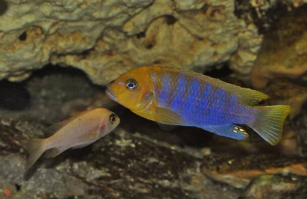 Cichlida (Tropheus moori Kasanga)