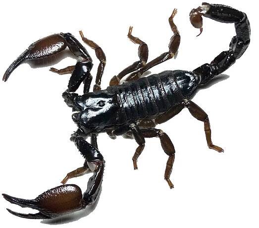 The Scorpion Files - Picture gallery (Scorpion pictures)
