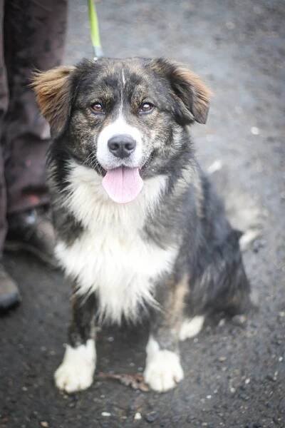 Béďa 🐾 Soukromý útulek pro opuštěné a týrané psy