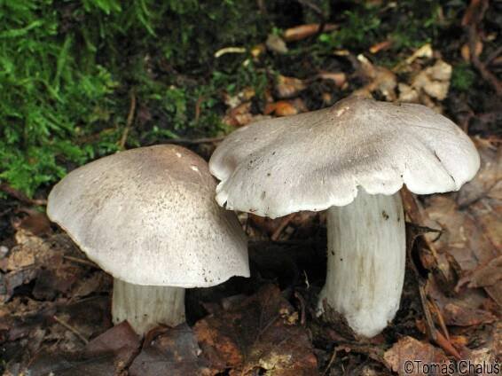 Tricholoma - čirůvka - myko.cz