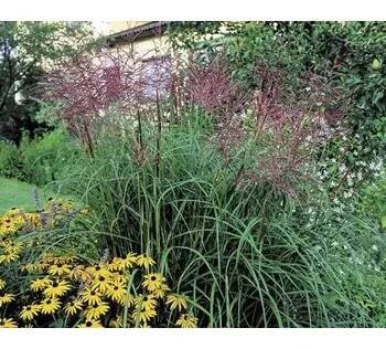 Miscanthus sinensis Ferner Osten h13