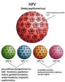 HPV virus neboli lidský papillomavirus - ilustrace
