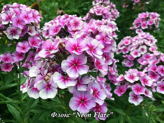 Neon_Flare
