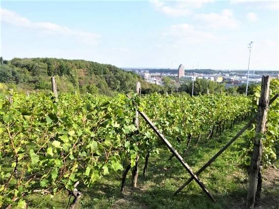 PRAŽSKÉ VINICE 2022: Vinohrady metropole již počtvrté uvítají hosty