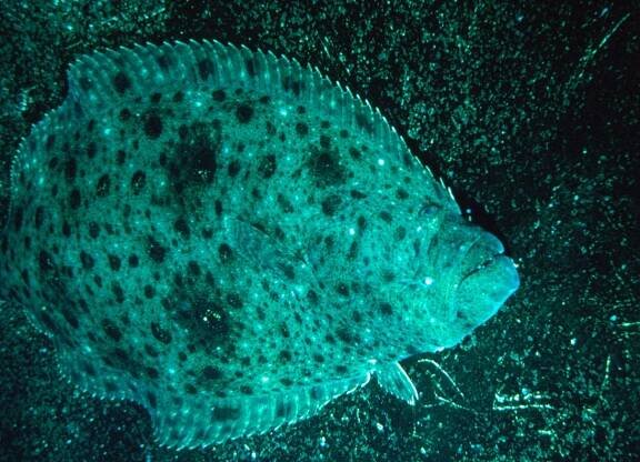 California halibut - Wikipedia