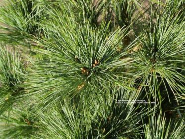 Borovica hladká Minima (Nana Minima, Radiata) | Pinus strobus Minima (Radiata, Nana Minima) - Záhradníctvo ABIES