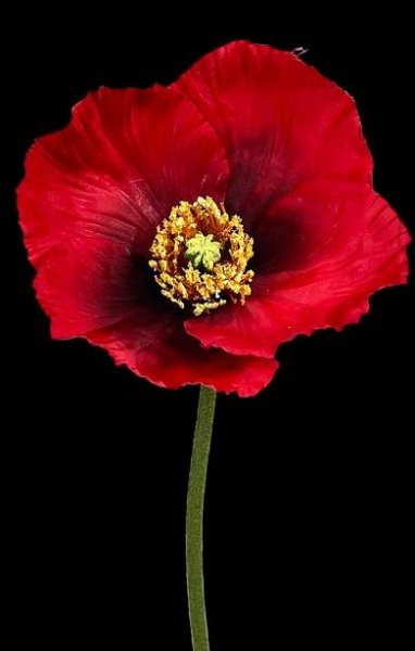 Red Garden Poppy Stem 27"
804341.R