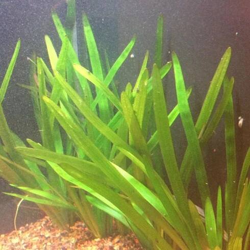 Sagittaria subulata 2
