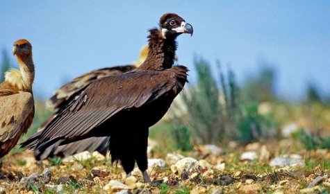 Zjistěte, jaký je největší pták na světě? a další ▷➡️ Postposmo | Postposmo 