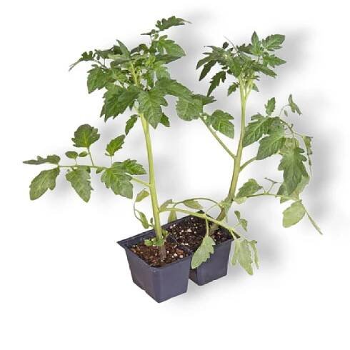 Rajče (Solanum lycopersicon) Sazenice
