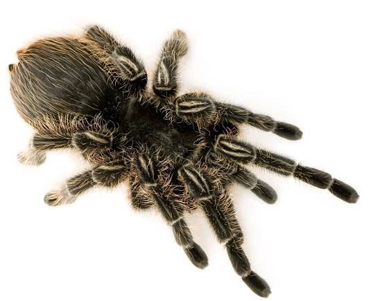 Zebra tarantule nebo Jaymee seemanni — Stock obrázek