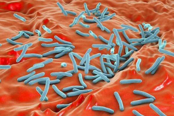 Bakterie Mycobacterium tuberculosis — Stock obrázek