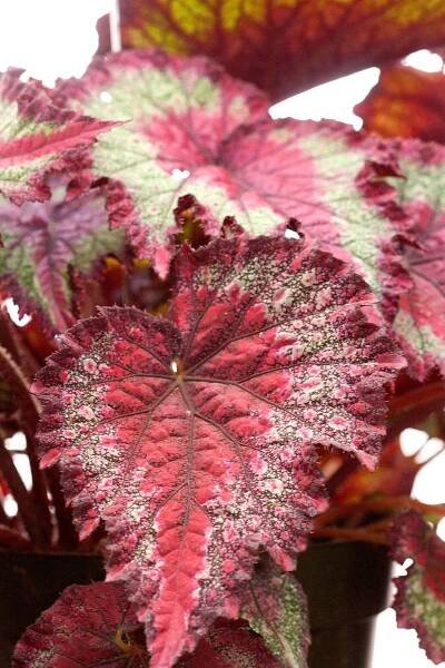 rex begonia shadow king
