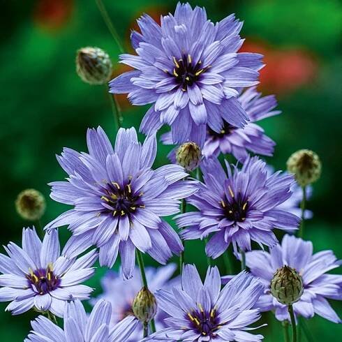 Poblekla modrá - Catananche caerulea - Živé trvalkové květy - Čerstvá semena