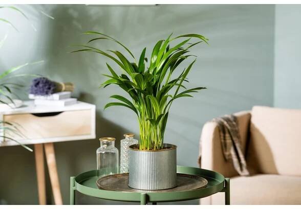 GROW by OBI Chrysalidokarpus nažloutlý (Dypsis Lutescens)"Areca"60-70cm, pr.17cm