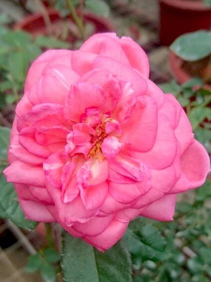 ‘La Rose de Molinard’ Rose