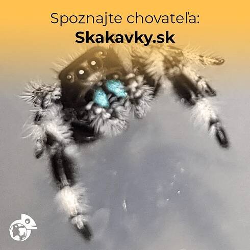 Prvý slovenský e-shop zameraný na skákavky