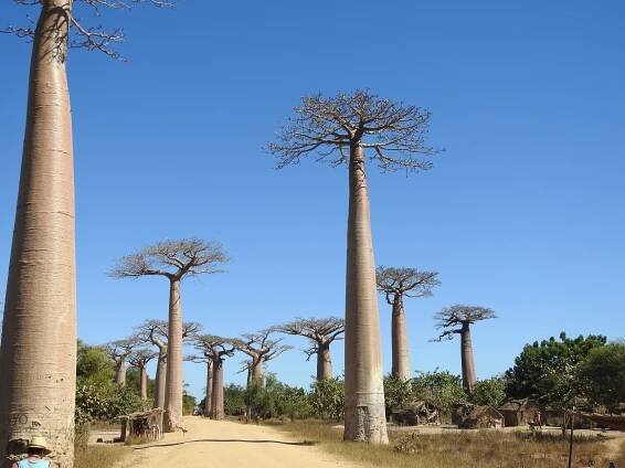 Baobaballee
