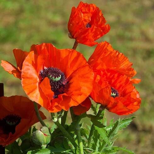 Vlčí mak červený – Papaver rhoeas – semená