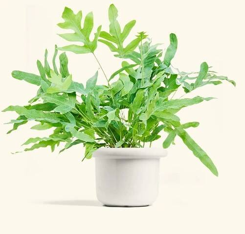 Blue Star Fern, Medium