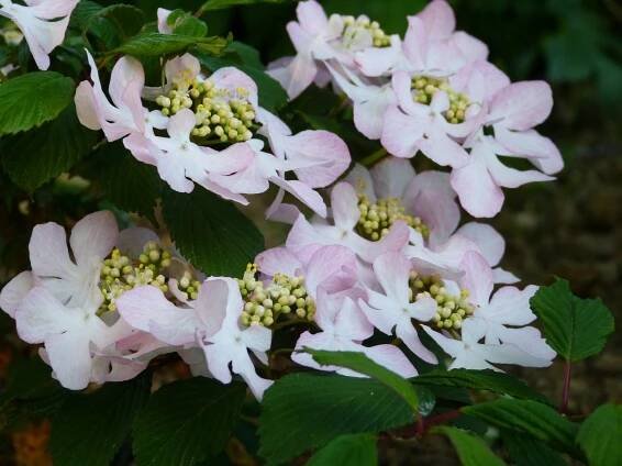 Molly and Mary Viburnum