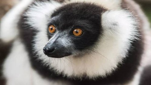 Lemur: Kompletní průvodce