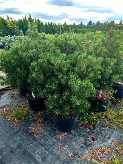 Pinus mugo – Borovice horská MOPS – velká hustá sazenice