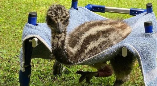 Postižený emu dostal invalidní vozík. Podívejte se, jak zareagoval