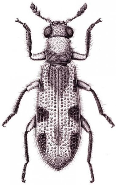 Biological Illustration -